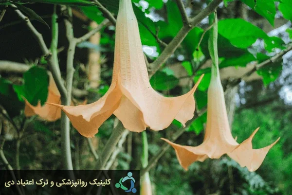 گل شیپور فرشته