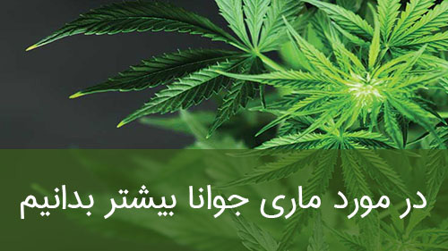در مورد ماری جوانا بیشتر بدانیم