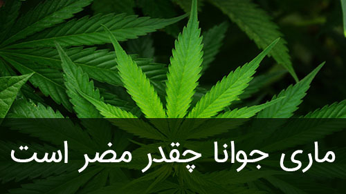 ماری جوانا چقدر مضر است