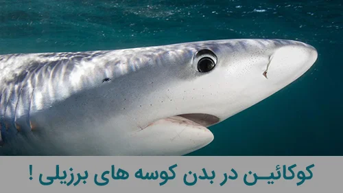 کوکائین در بدن کوسه های برزیلی!